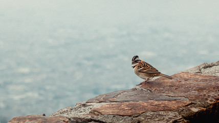 lizard on the rock