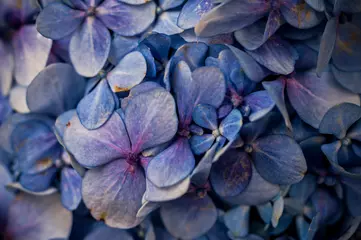 Rolgordijnen texture naturale di ortensia blu © Giovanni
