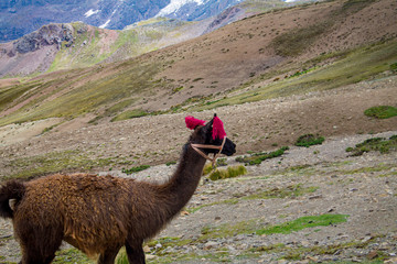 llama in the mountains