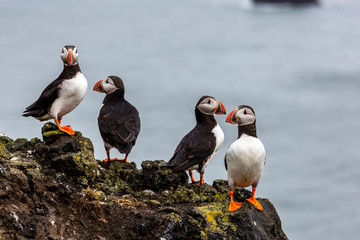 atlantic puffin in iceland