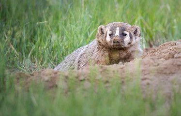 Badger young