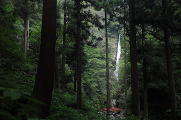 森林の奥に見えた滝