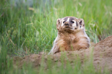 Badger young