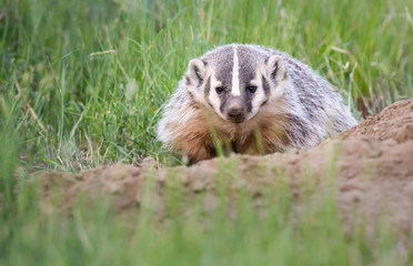 Badger young