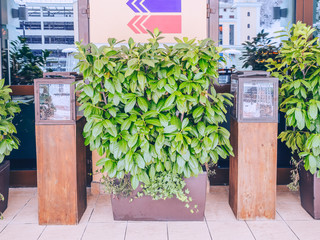 A green plant in a rectangular flowerpot stands between two glass-topped pedestals