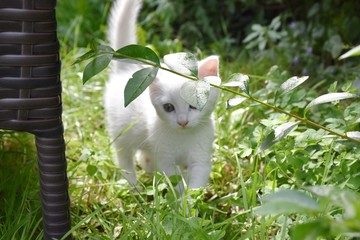 white rabbit in the garden