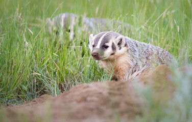 Badger young