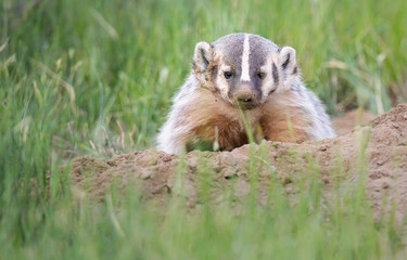 Badger young