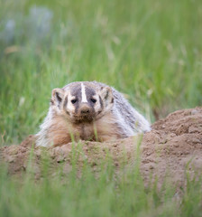 Badger young