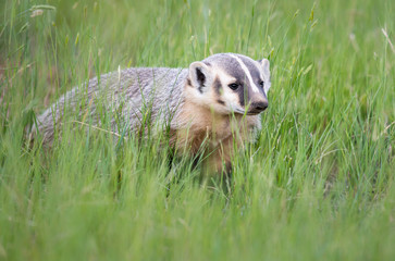 Badger young