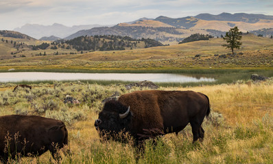 Bison herd in Yellowstone National Park
