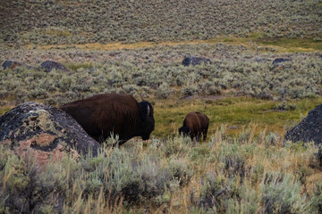 Bison herd grazing in Yellowstone National Park