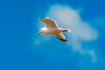A close up view of a seagull high above the beach at Pendine Sands, Wales in the summertime