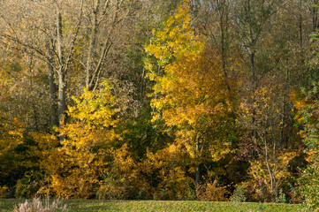 Autumn colours, Worcestershire, UK