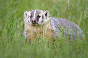 Badger young