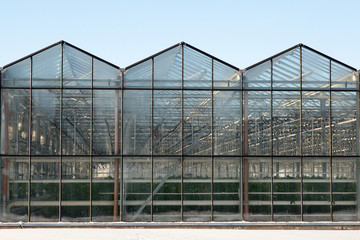 exterior of a large glass industrial greenhouse for growing tomatoes