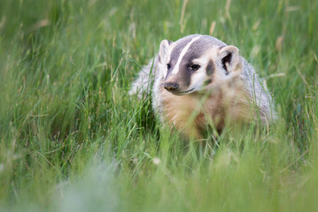 Badger young