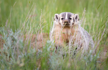 Badger young
