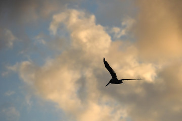 Fototapeta na wymiar Pelican Flying Above Mobile Bay, Alabama