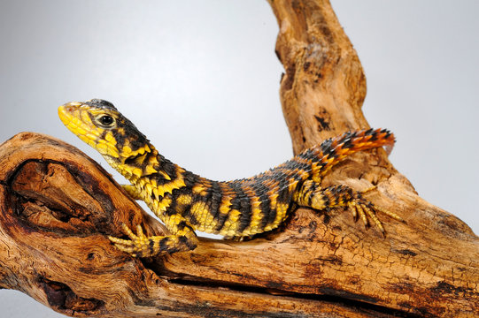 Riesen-G&uuml;rtelschweif (Smaug giganteus) / (Cordylus giganteus) - Giant girdled lizard
