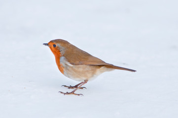 A European Robin on snow covered ground in England, UK.