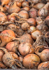 Onions for sale at local market.