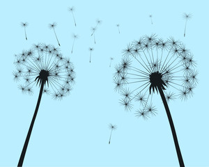 Shape of vector dandelion on blue sky. Outline illustration.