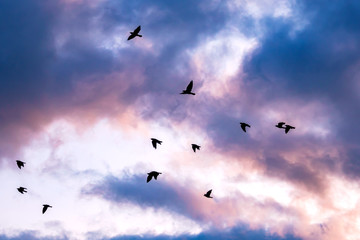 silhouette of a flock of flying birds