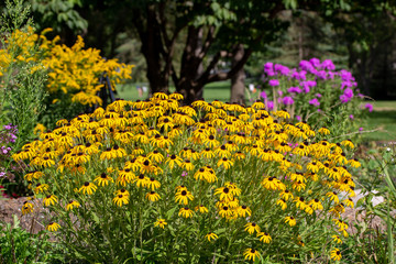 Landscape view of a mass of bright yellow black-eyed Susan wildflowers in a sunny ornamental butterfly garden