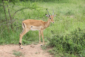 Young male Impala