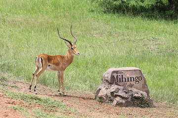 Male Impala