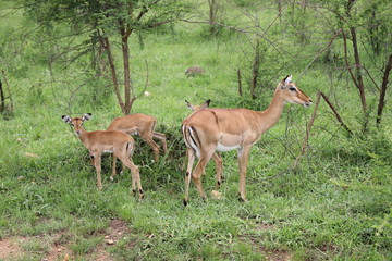 Group of female Impala