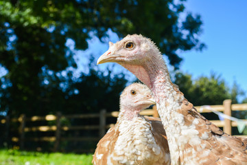 Close up of a pair of free range Norfolk turkeys in a garden