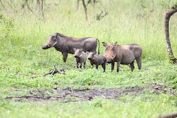 Fototapeta na wymiar Family of warthogs