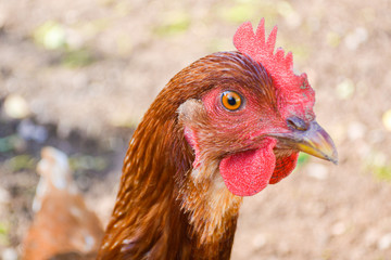 Close up of the head of a brown egg laying free range rhode island red chicken