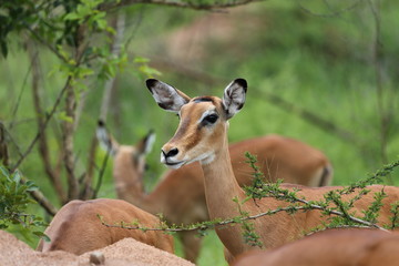 Female Impala close up