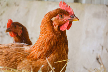 Close up of the head of a brown egg laying free range rhode island red chicken