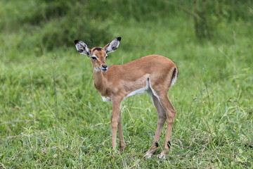 Young Impala standing in grassland