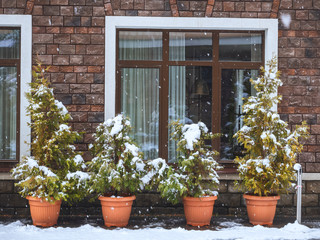 Pots with thuja shrubs stand under the window on the street covered with snow