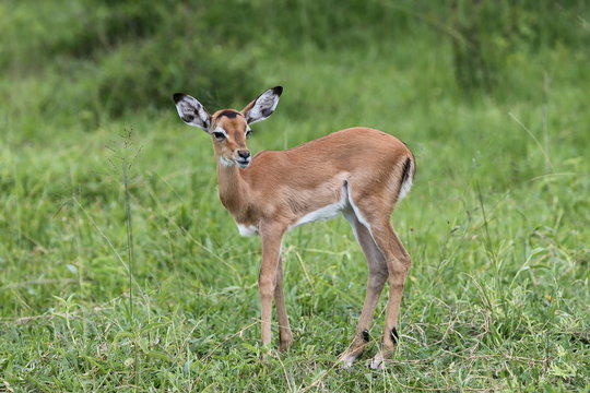 Young Impala standing in grassland