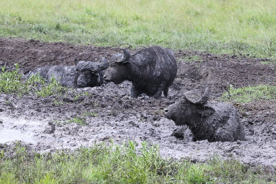 Buffaloes wallowing in mud