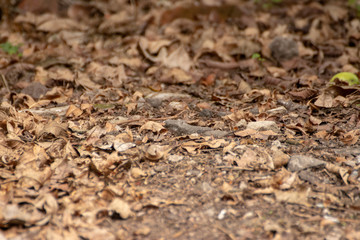 Suelo de otoño