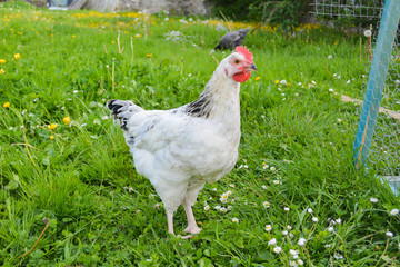 Cute young free range light Sussex chicken or rooster standing in a field next to a chicken coop