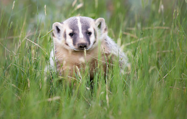 Badger young