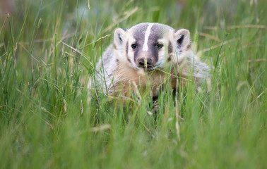 Badger young