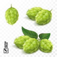 3d vector realistic hop set, for advertising beer and cosmetics - obrazy, fototapety, plakaty