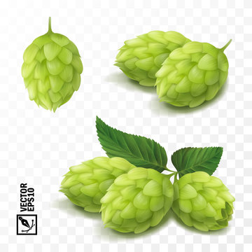 3d vector realistic hop set, for advertising beer and cosmetics