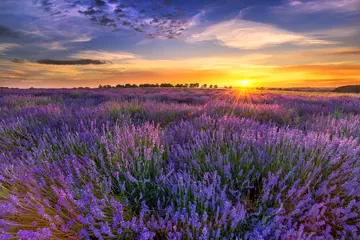 Fototapete Esszimmer Schöne Lavendelfeld-Sonnenuntergang-Landschaft