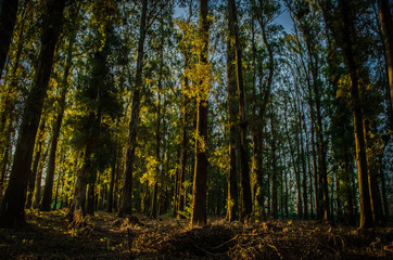 Obraz premium Fondo de pantalla natural. Paisaje de campo. Atardecer en la granja.