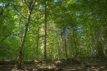 Fototapeta na wymiar Inhabited ancient forest, Poland, Bialowieza